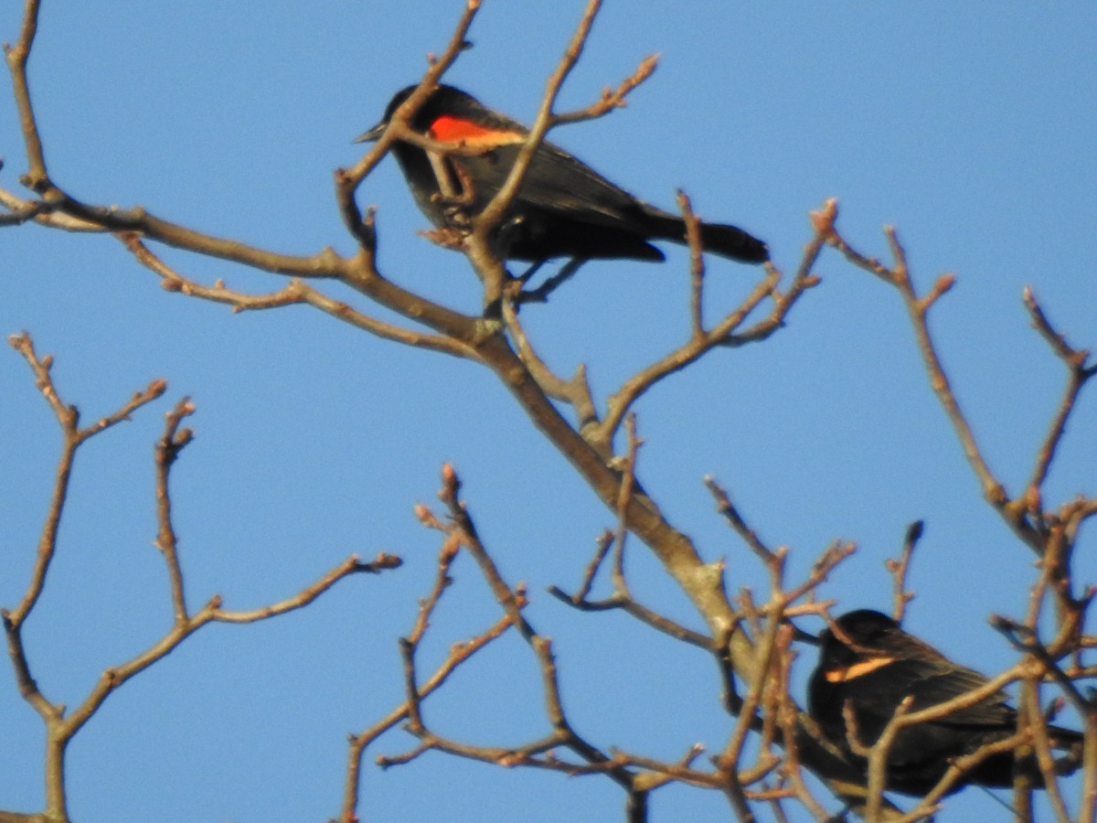 Red-winged Blackbird - ML646022866