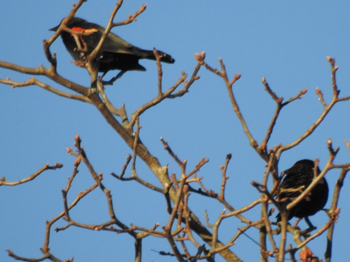 Red-winged Blackbird - ML646022867