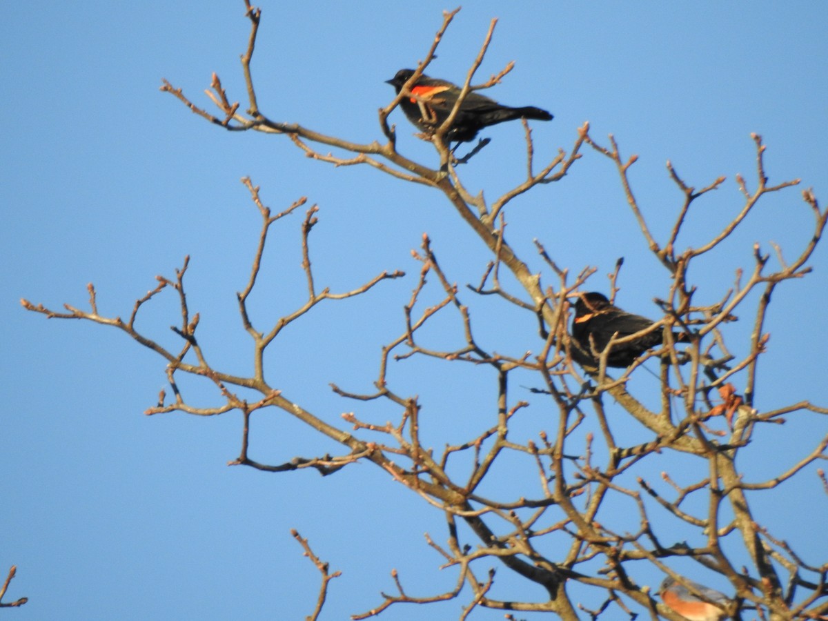 Red-winged Blackbird - ML646022868