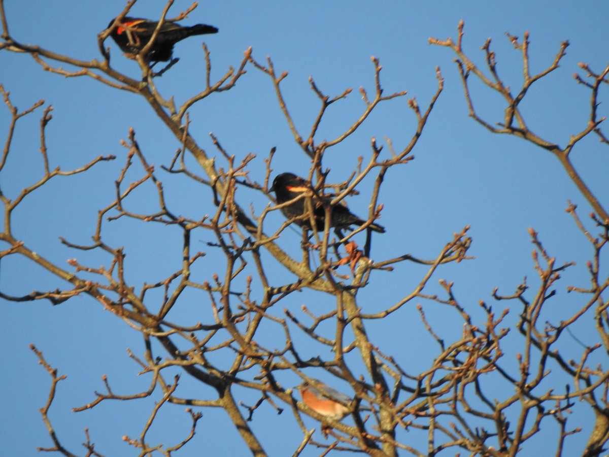 Red-winged Blackbird - ML646022869