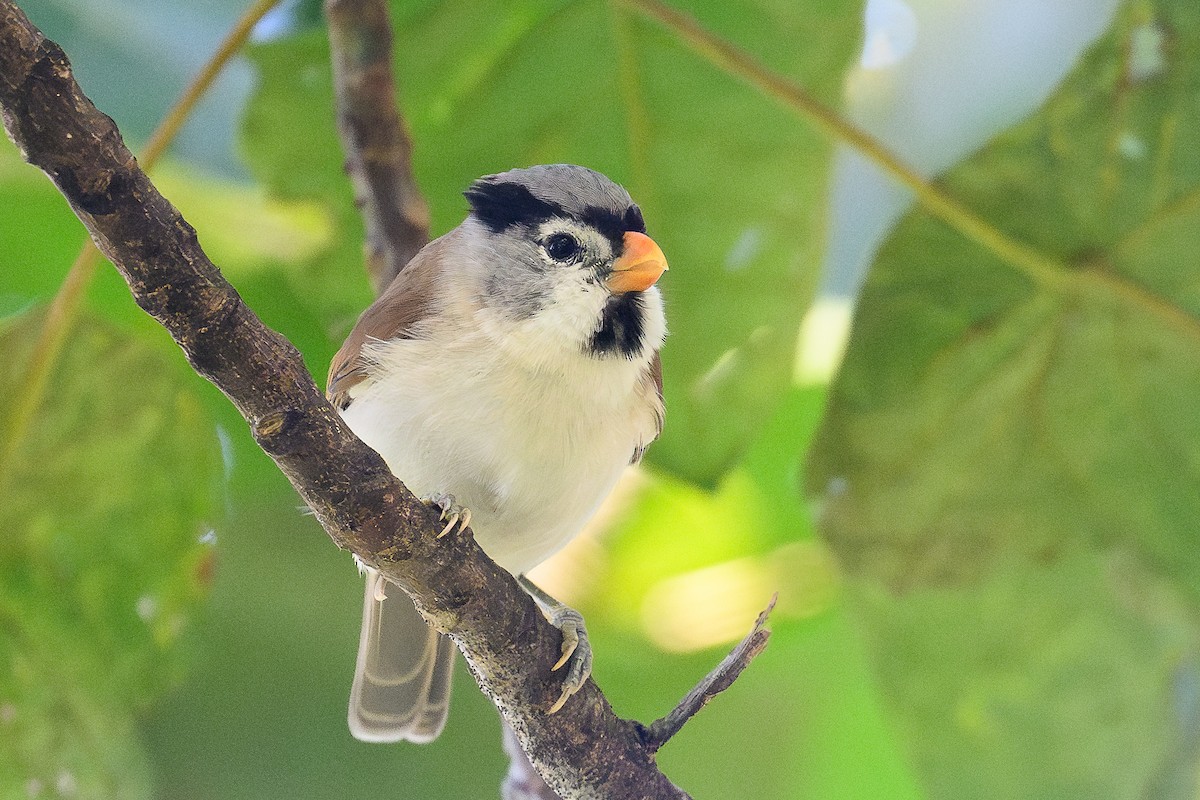 Gray-headed Parrotbill - ML646022871
