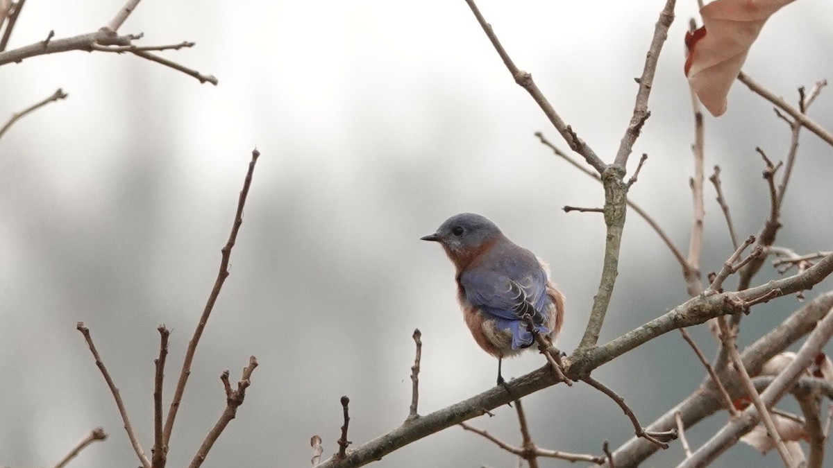 Блакитник східний - ML646022877