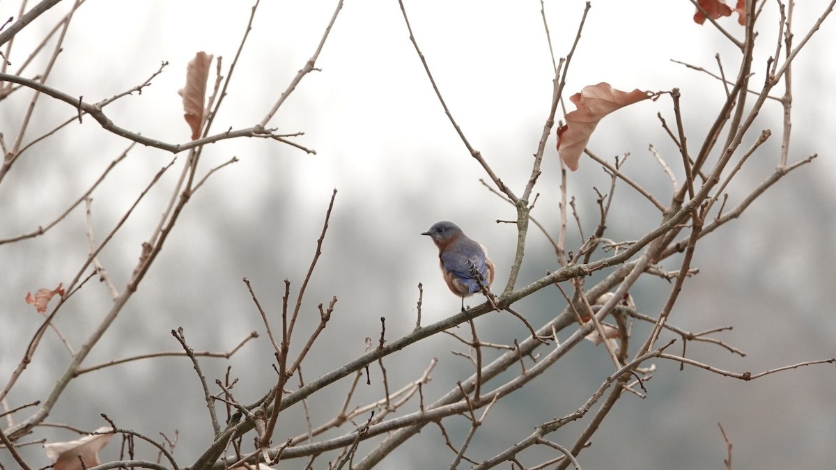Блакитник східний - ML646022878