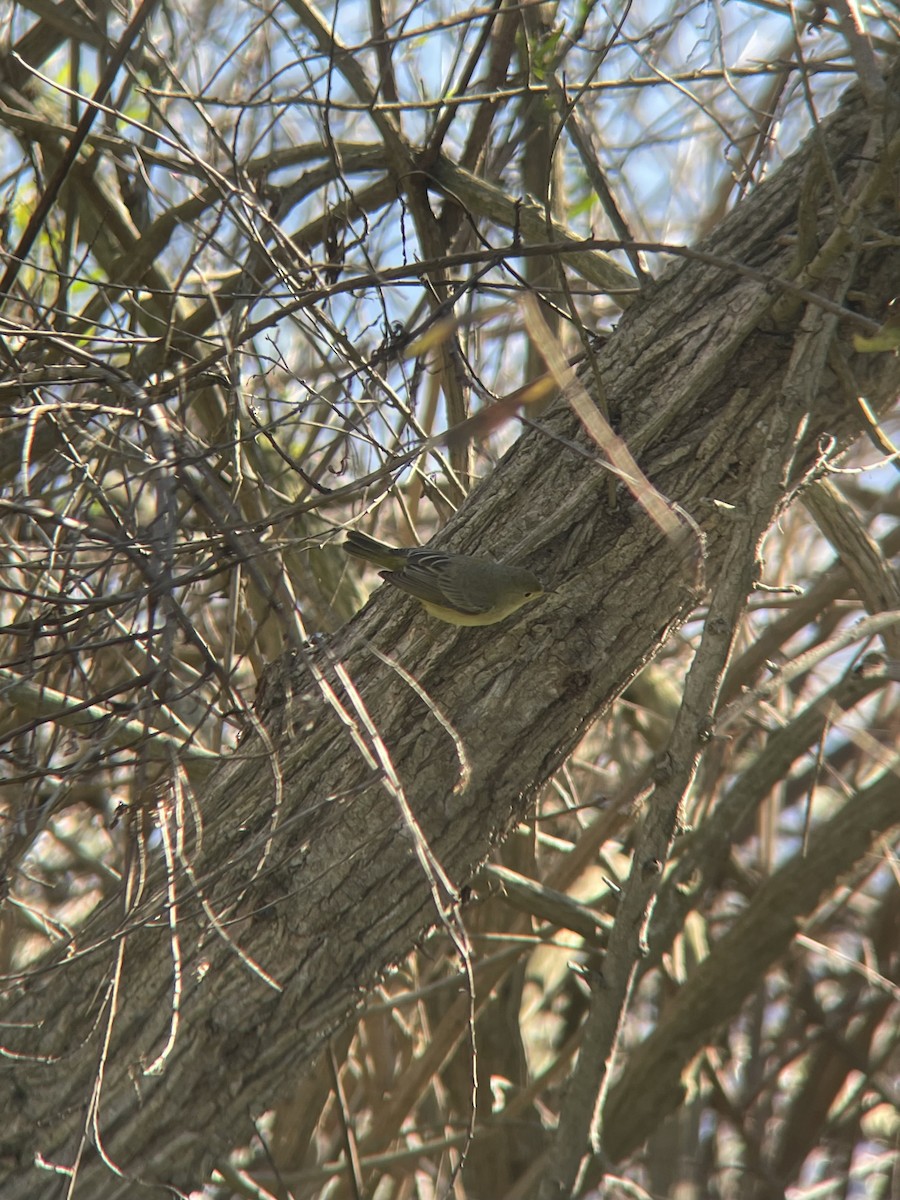 Sarı Ötleğen - ML646022879