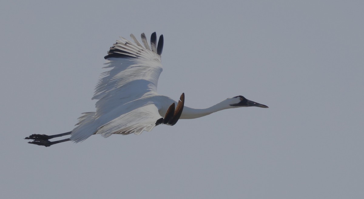 Whooping Crane - ML646022896