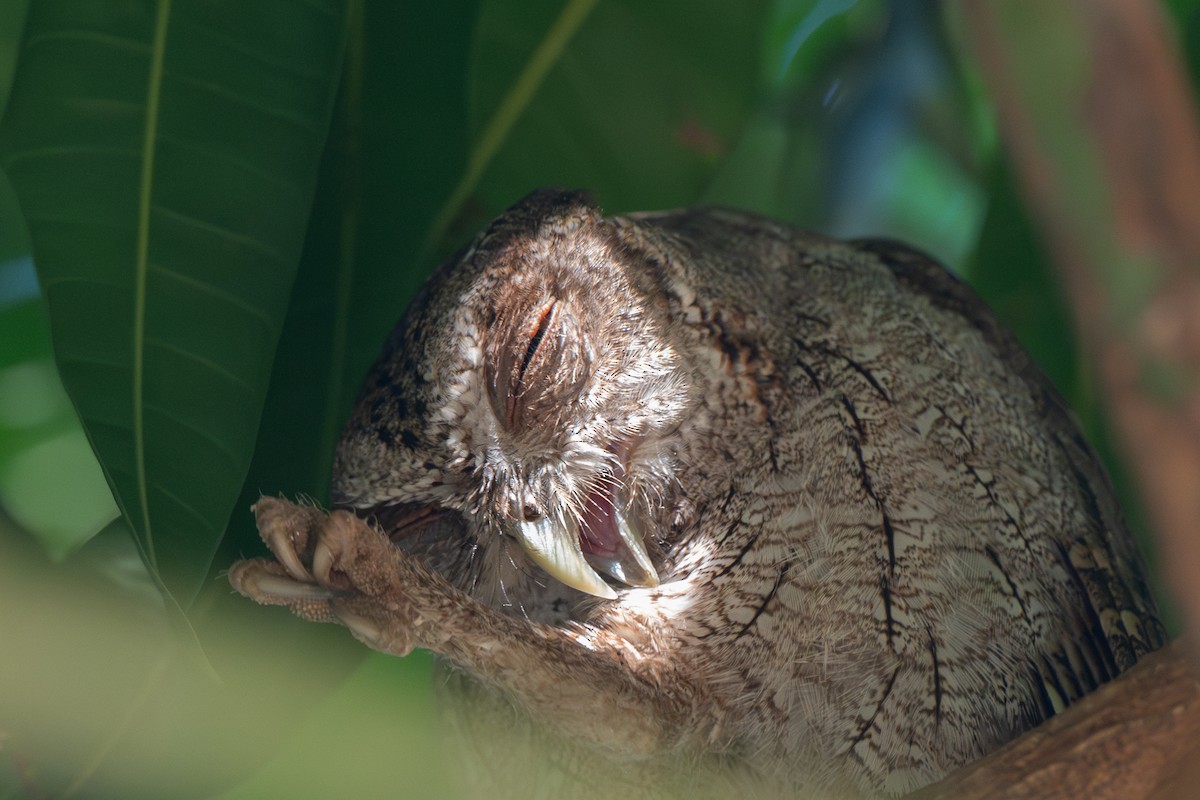 výreček pacifický - ML646022897