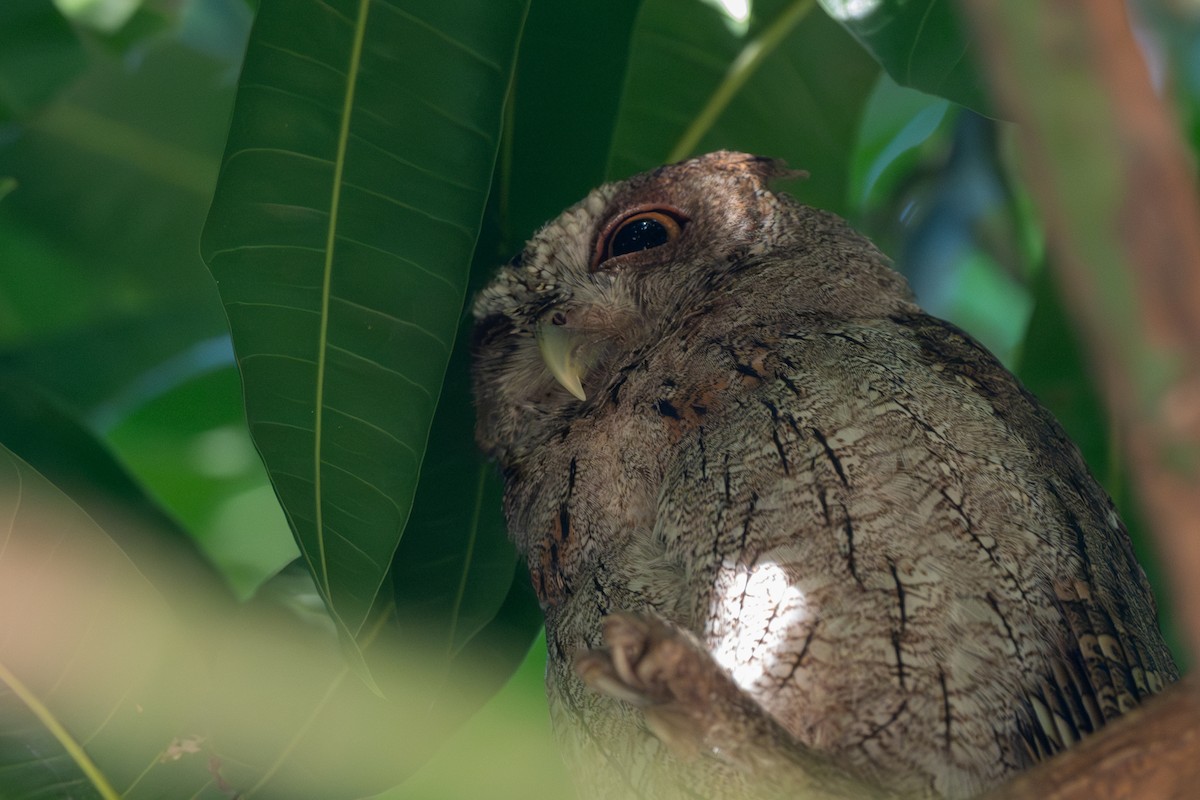 výreček pacifický - ML646022898