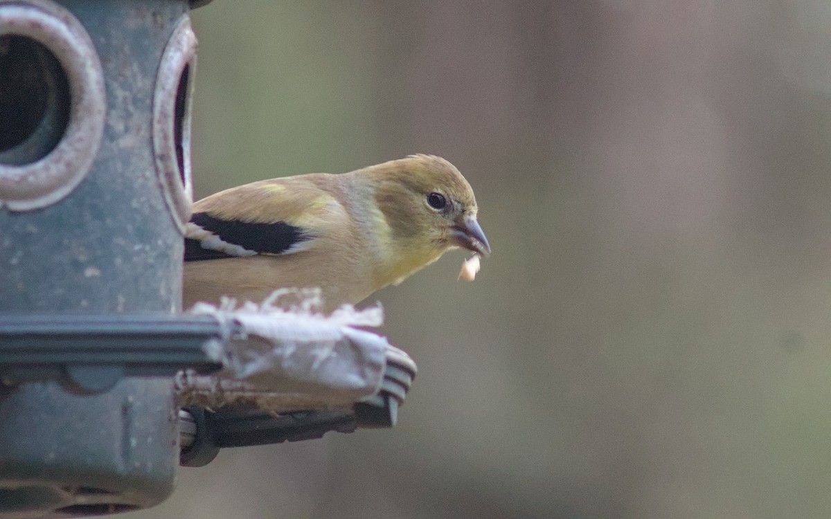 Altın İskete - ML646022900