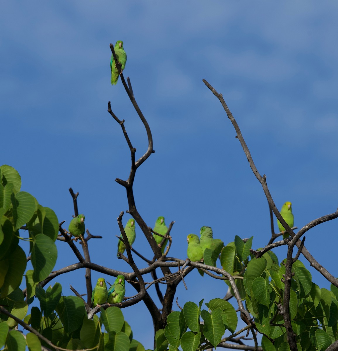 Cotorrita Aliturquesa - ML646022911