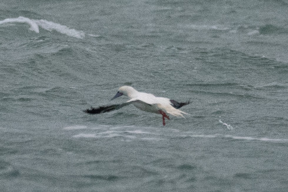 Red-footed Booby - ML646022916