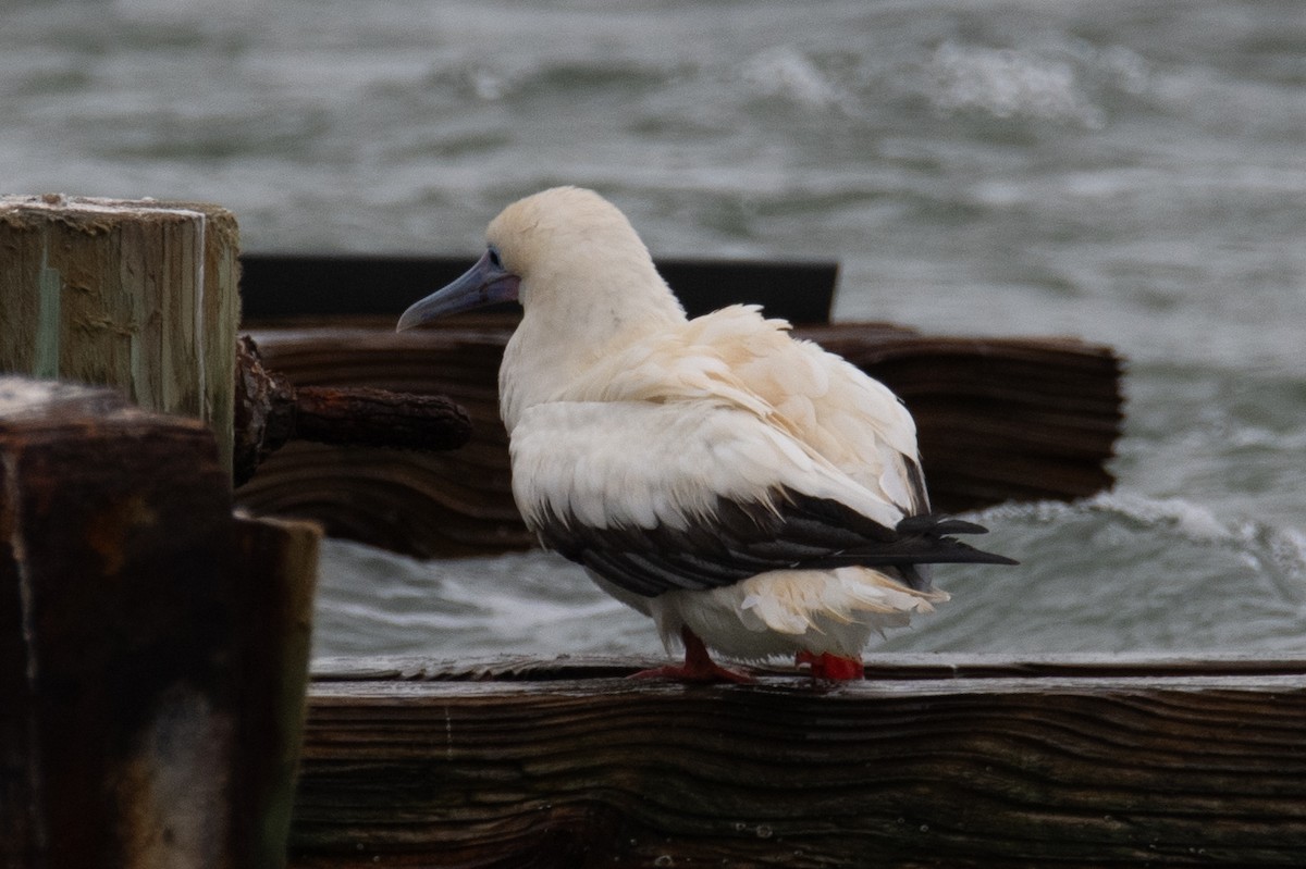 Red-footed Booby - ML646022917