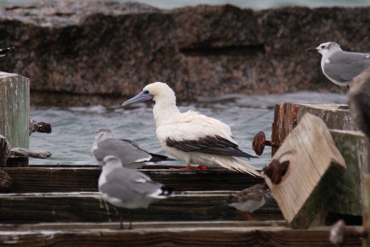 Red-footed Booby - ML646022918