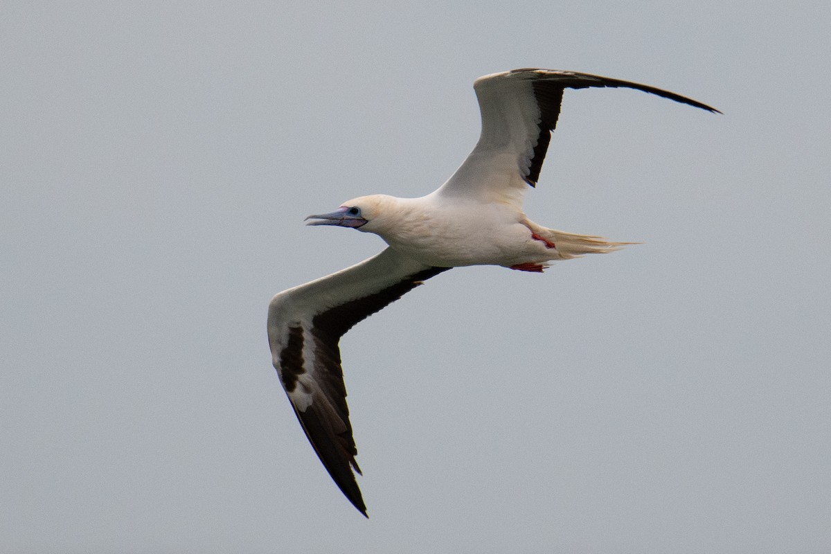 Red-footed Booby - ML646022919