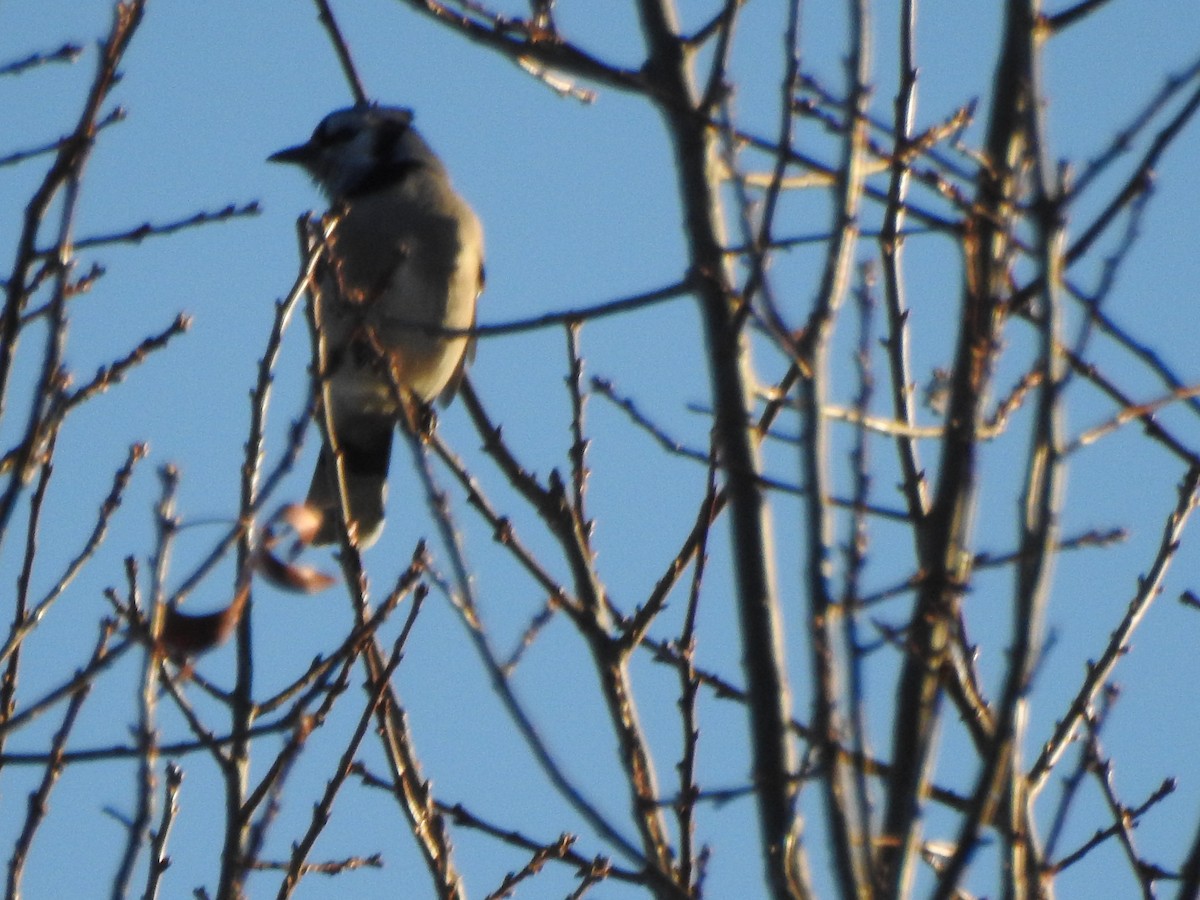 Blue Jay - ML646022923