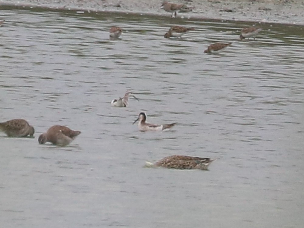 lyskonoh dlouhozobý - ML646022924