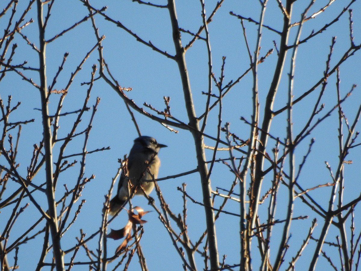 Blue Jay - ML646022925