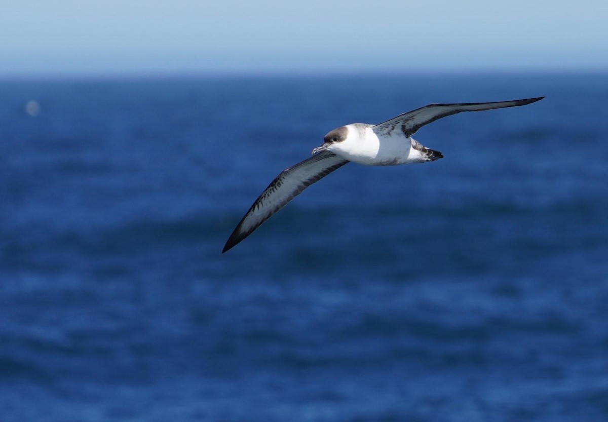 Great Shearwater - ML646022930