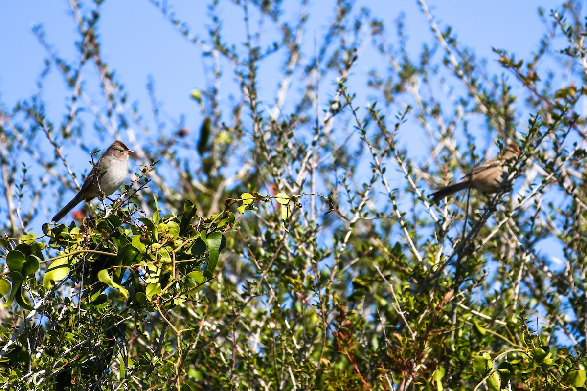 White-crowned Sparrow - ML646022943
