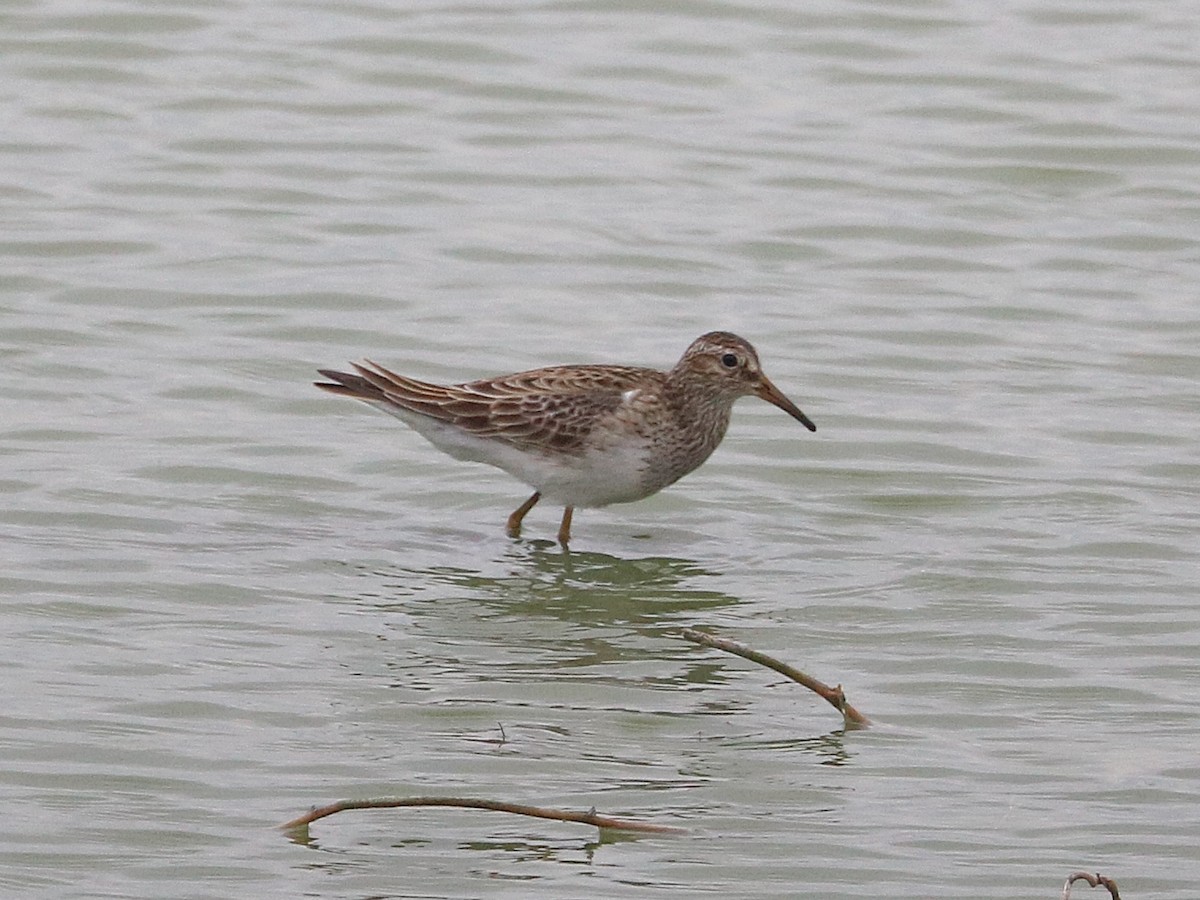 Pectoral Sandpiper - ML646022945