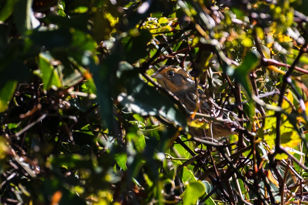 nålstjertspurv (nelsoni/altera) - ML646022946