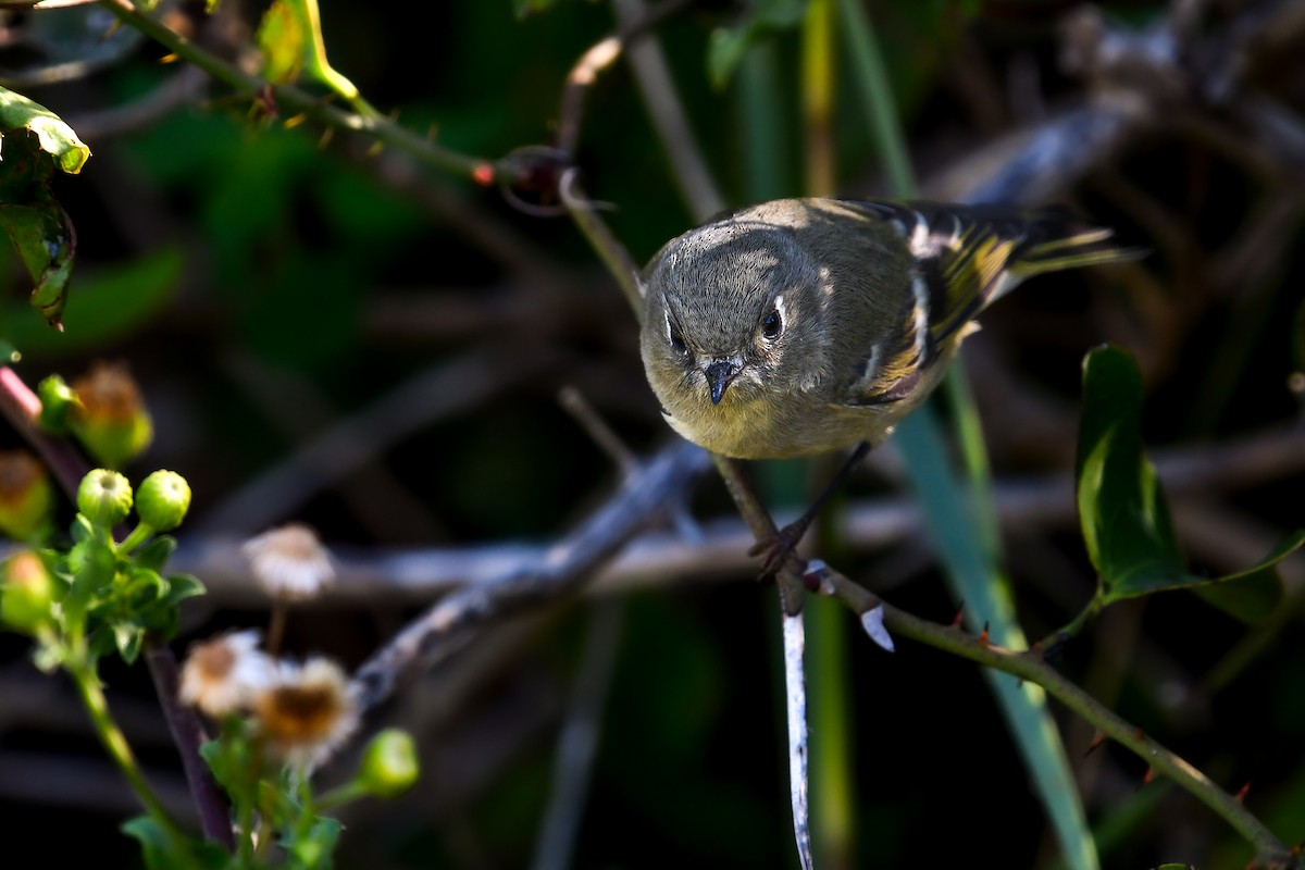 Ruby-crowned Kinglet - ML646022949