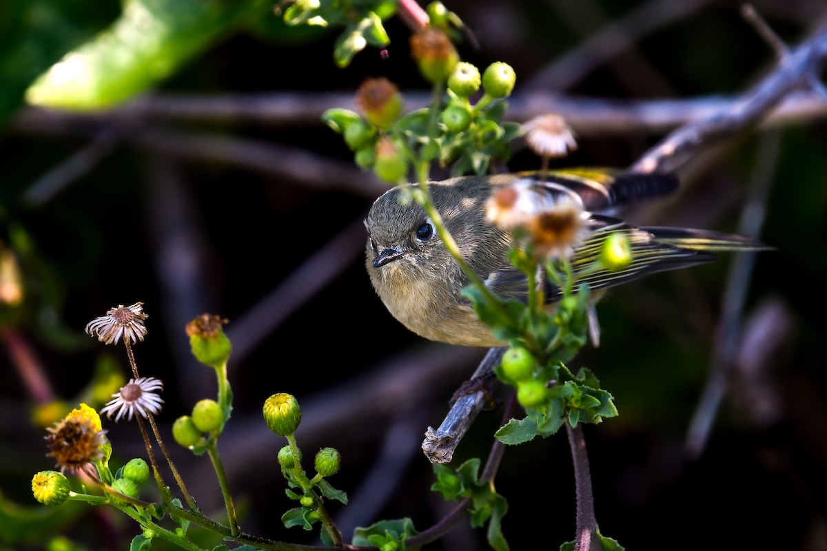 Ruby-crowned Kinglet - ML646022950