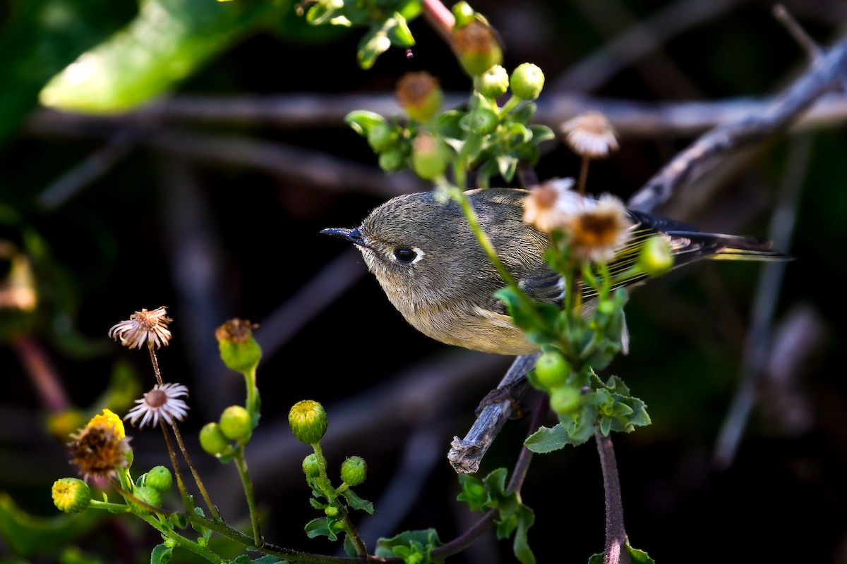 Ruby-crowned Kinglet - ML646022951