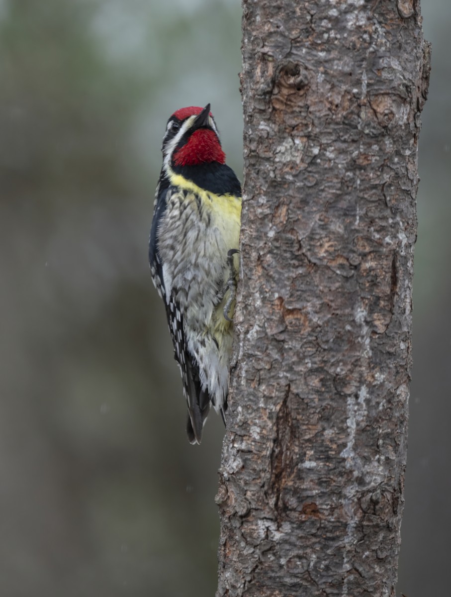 Дятел-смоктун жовточеревий - ML646022952