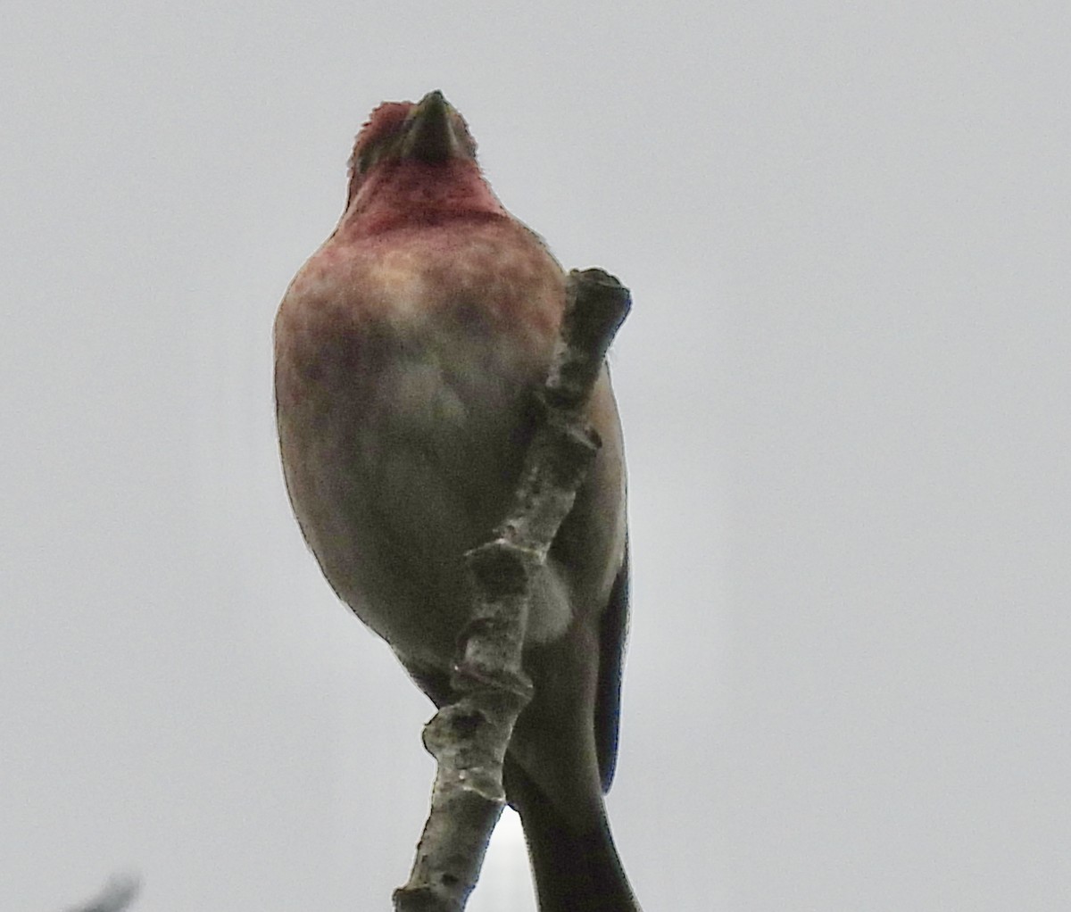 Purple Finch - ML646022958