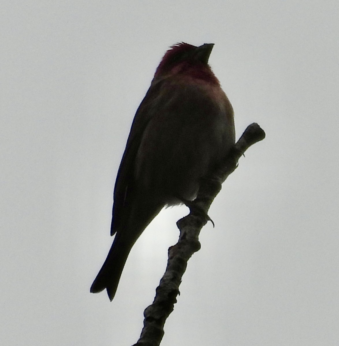 Purple Finch - ML646022965