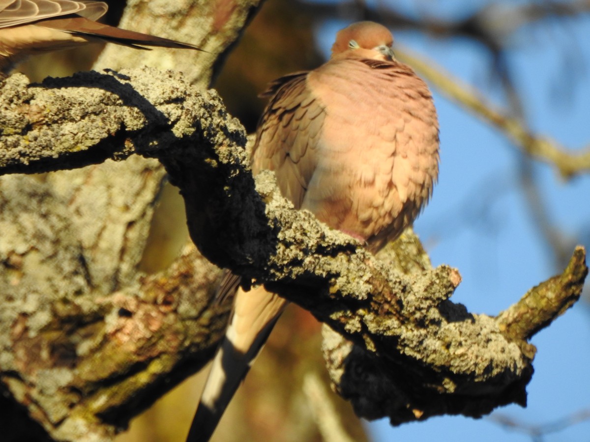 Mourning Dove - ML646022969