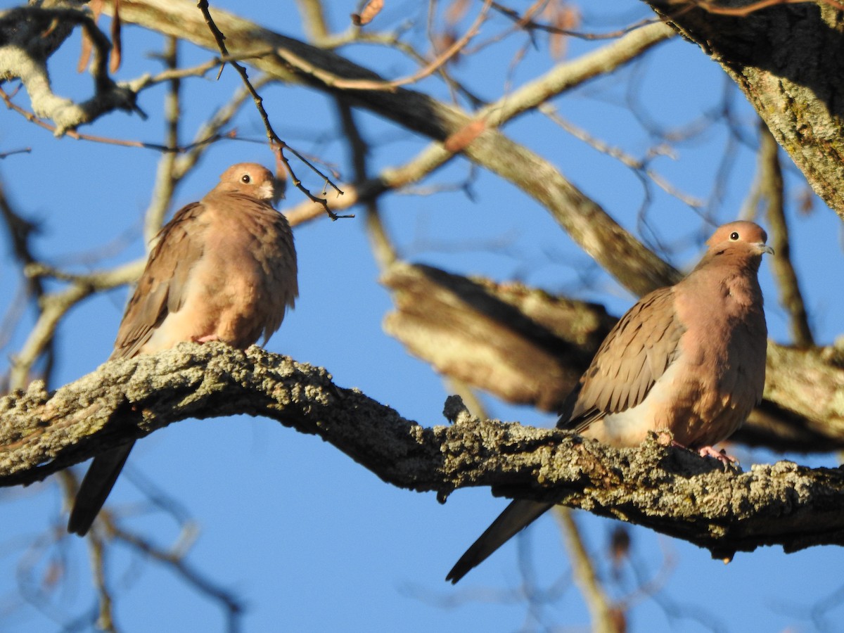 Mourning Dove - ML646022971