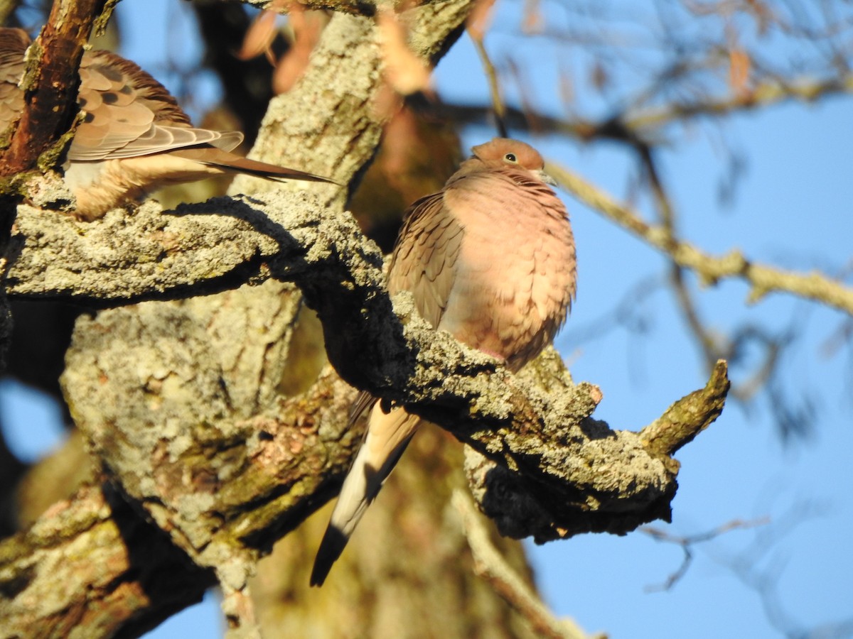 Mourning Dove - ML646022972