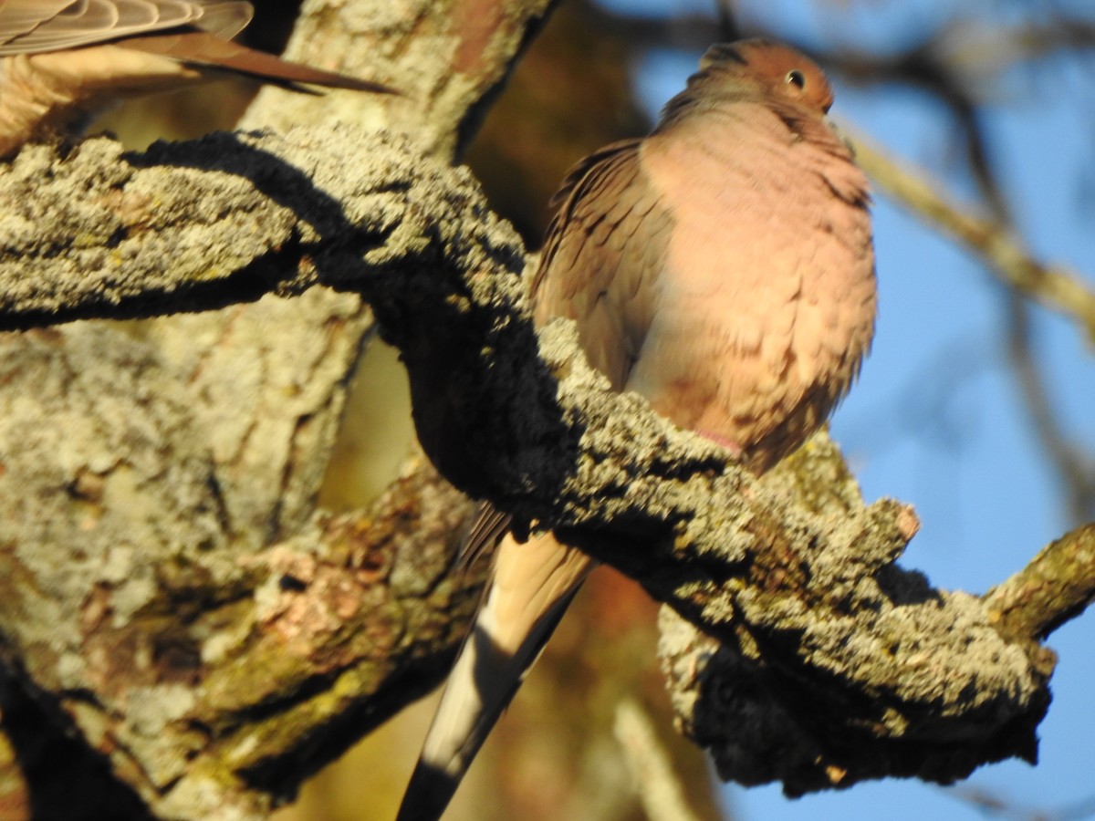 Mourning Dove - ML646022973