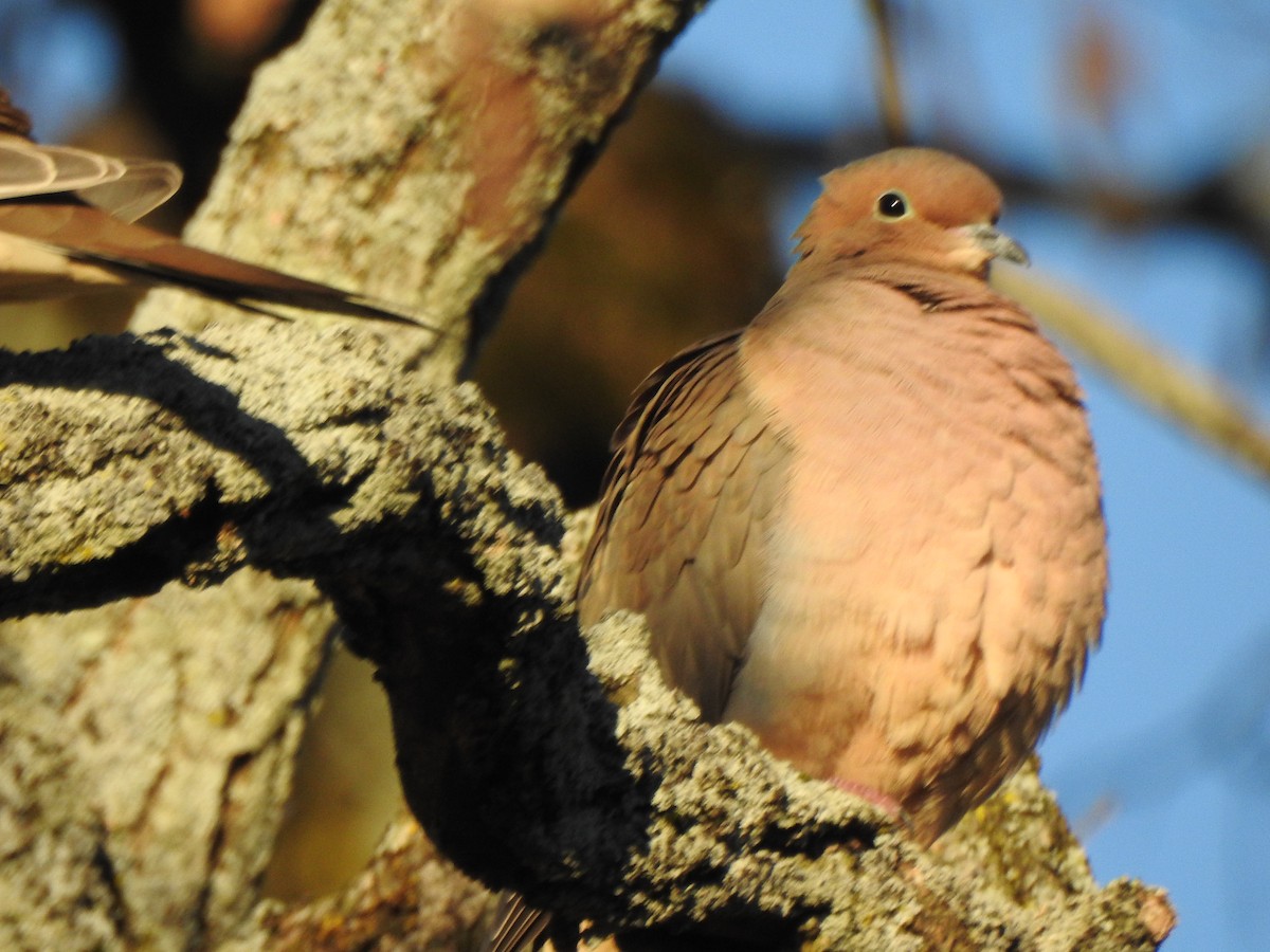 Mourning Dove - ML646022974