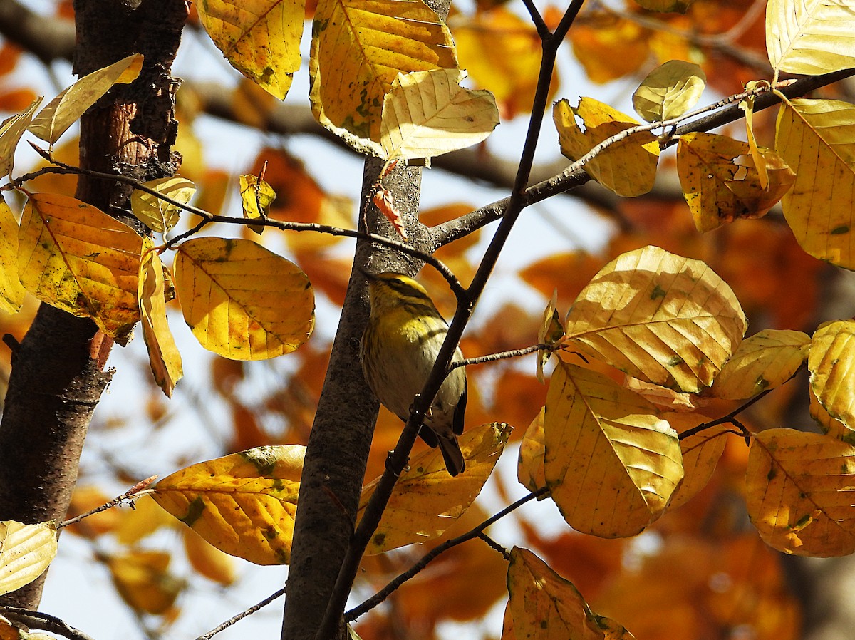 Townsend's Warbler - ML646022976