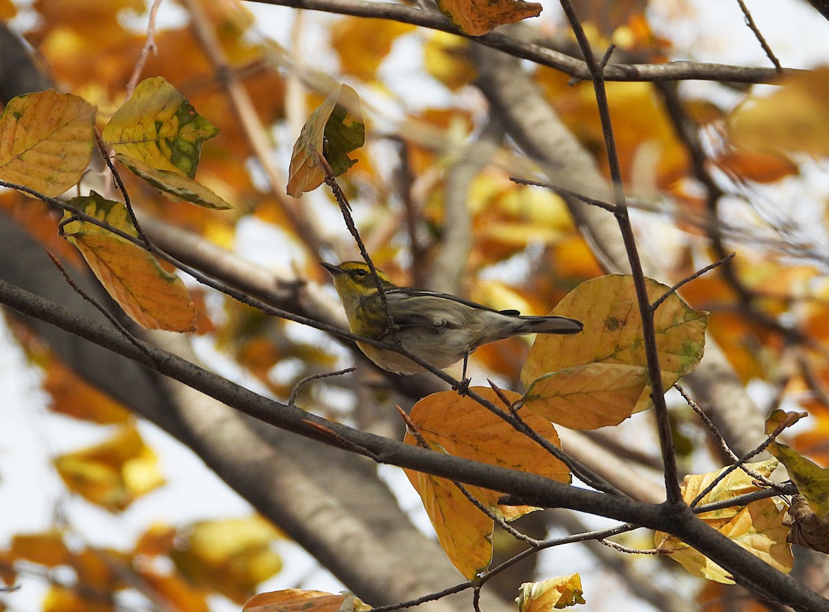 Townsend's Warbler - ML646022978