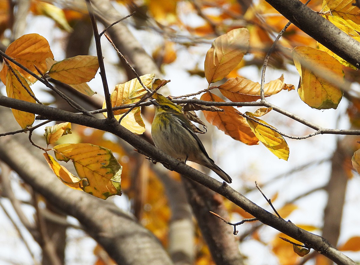 Townsend's Warbler - ML646022986