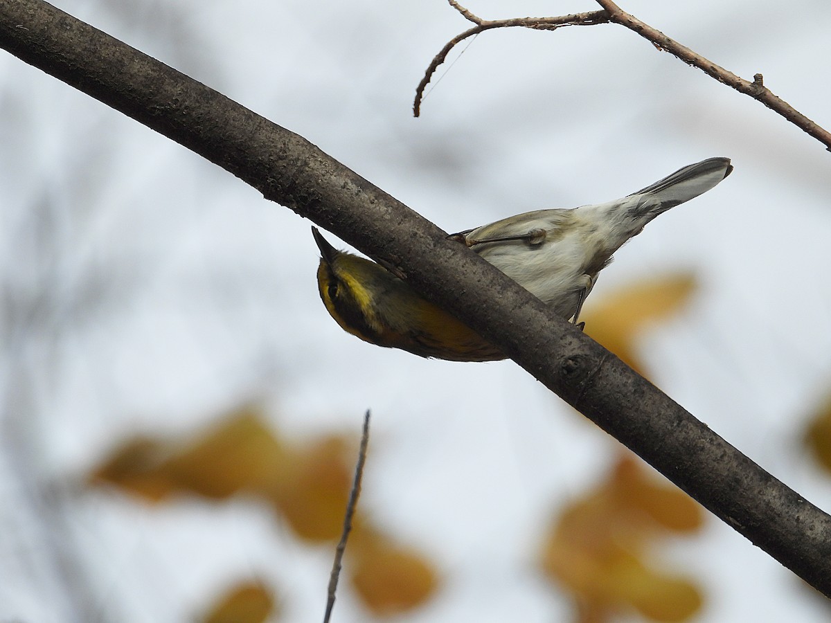 Townsend's Warbler - ML646022990