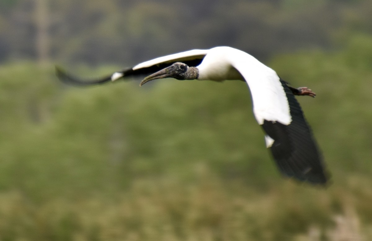 Wood Stork - ML646022999