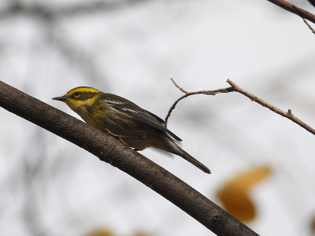 Townsend's Warbler - ML646023000