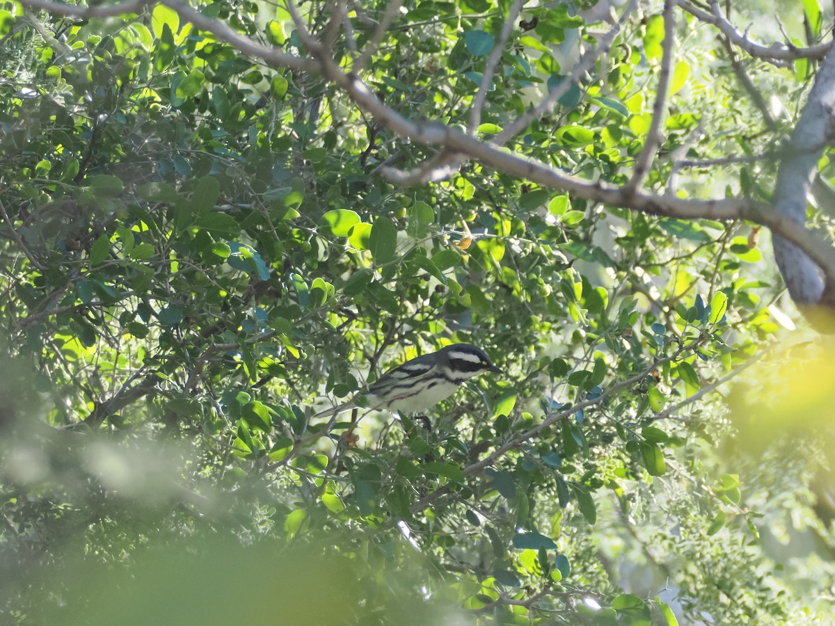 ノドグロハイアメリカムシクイ - ML646023003