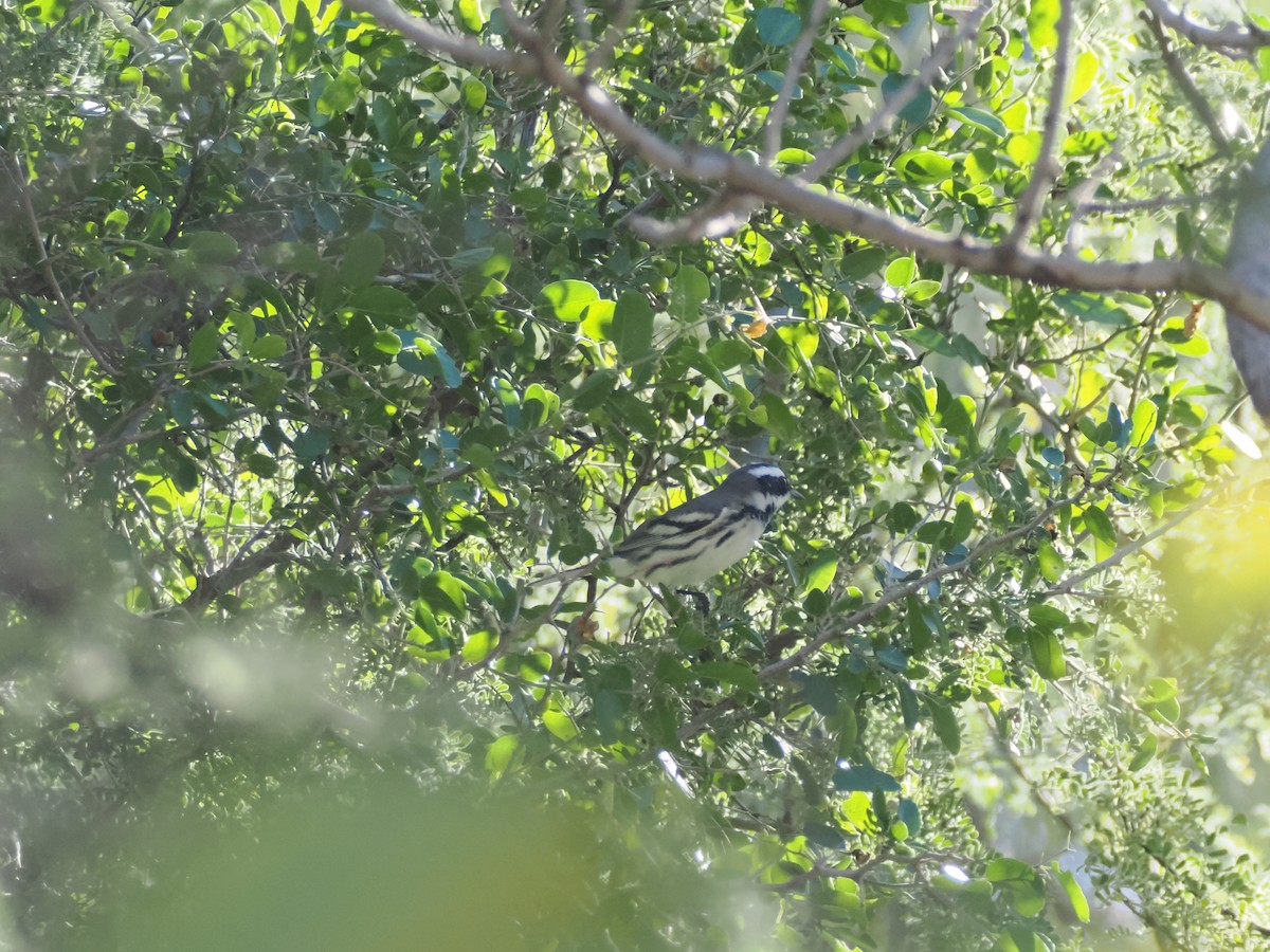 ノドグロハイアメリカムシクイ - ML646023004