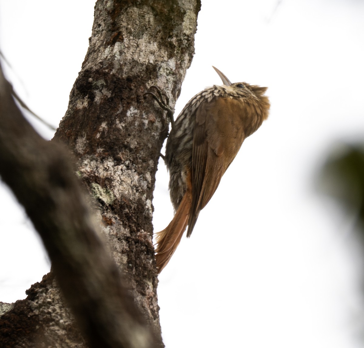 Scaled Woodcreeper - ML646023008