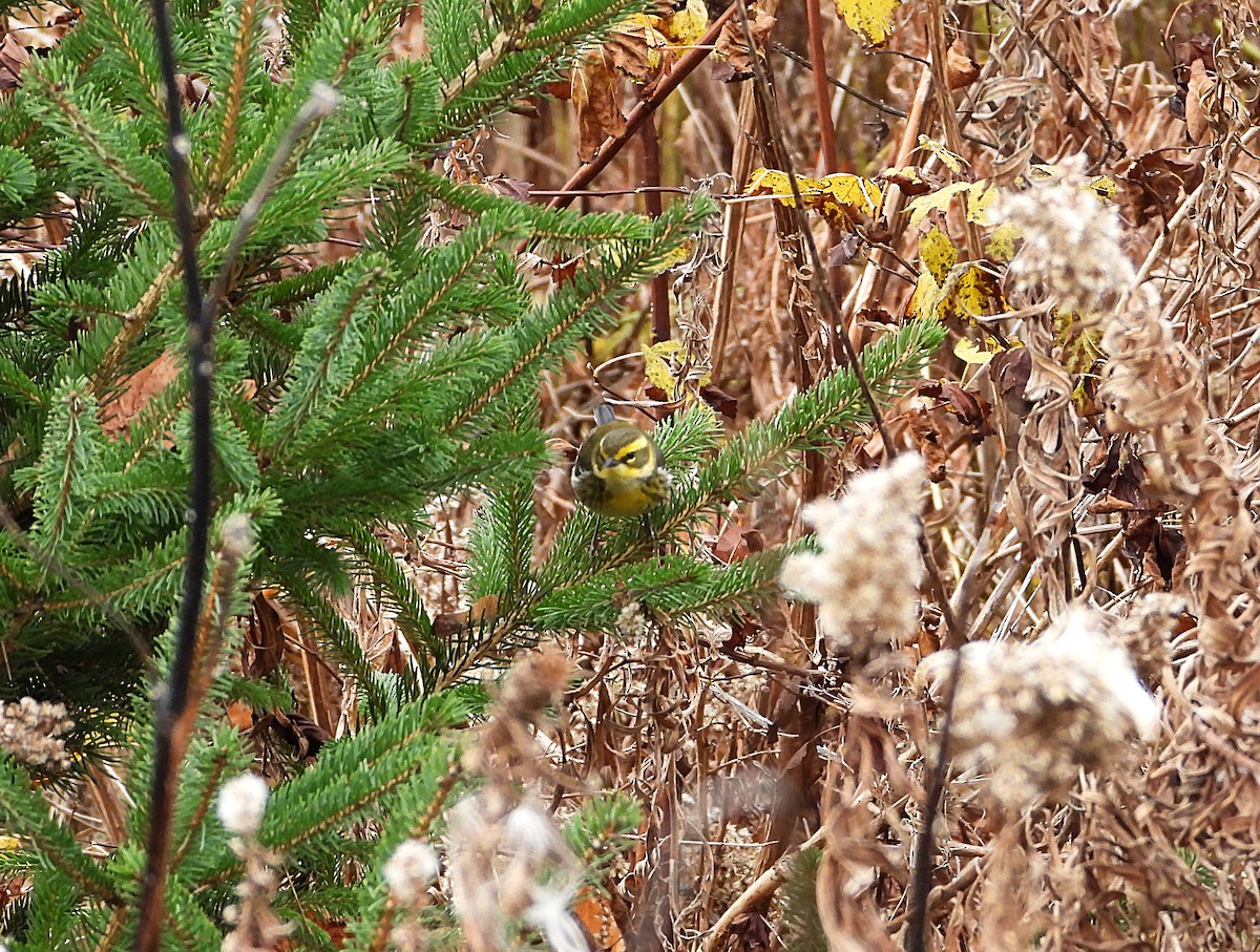 Townsend's Warbler - ML646023014