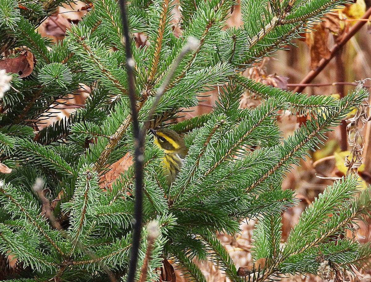 Townsend's Warbler - ML646023027