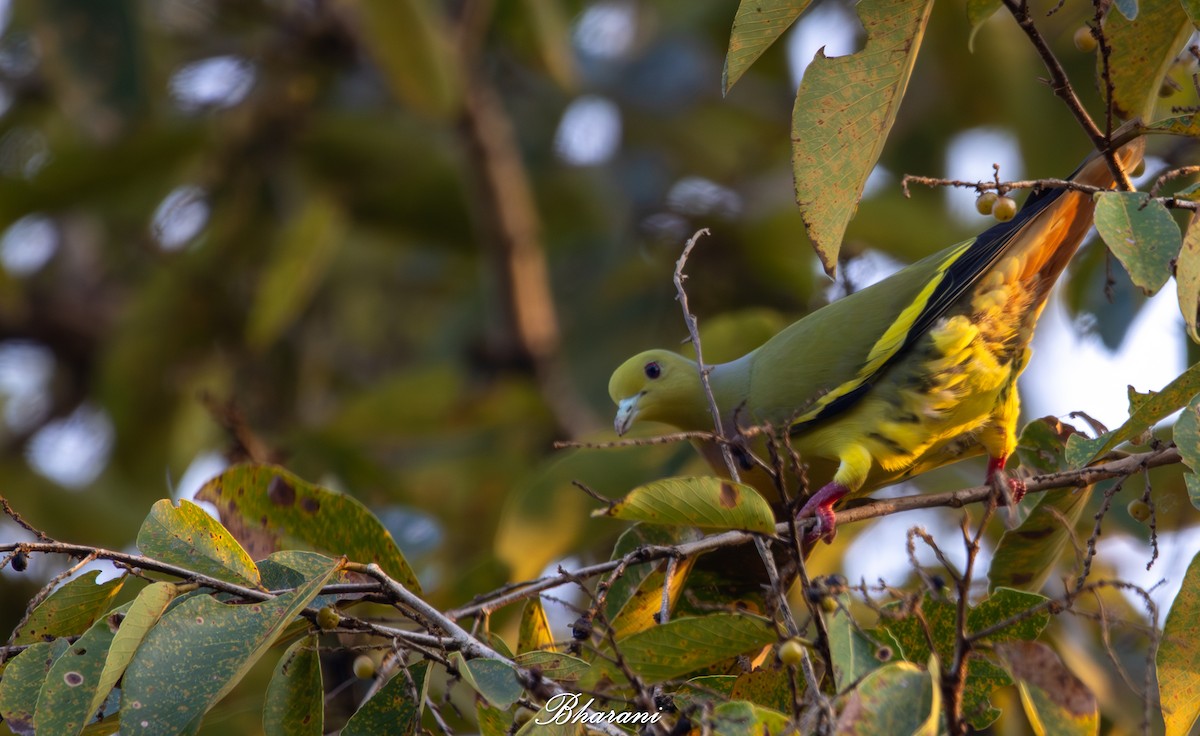 ムネアカアオバト - ML646023030