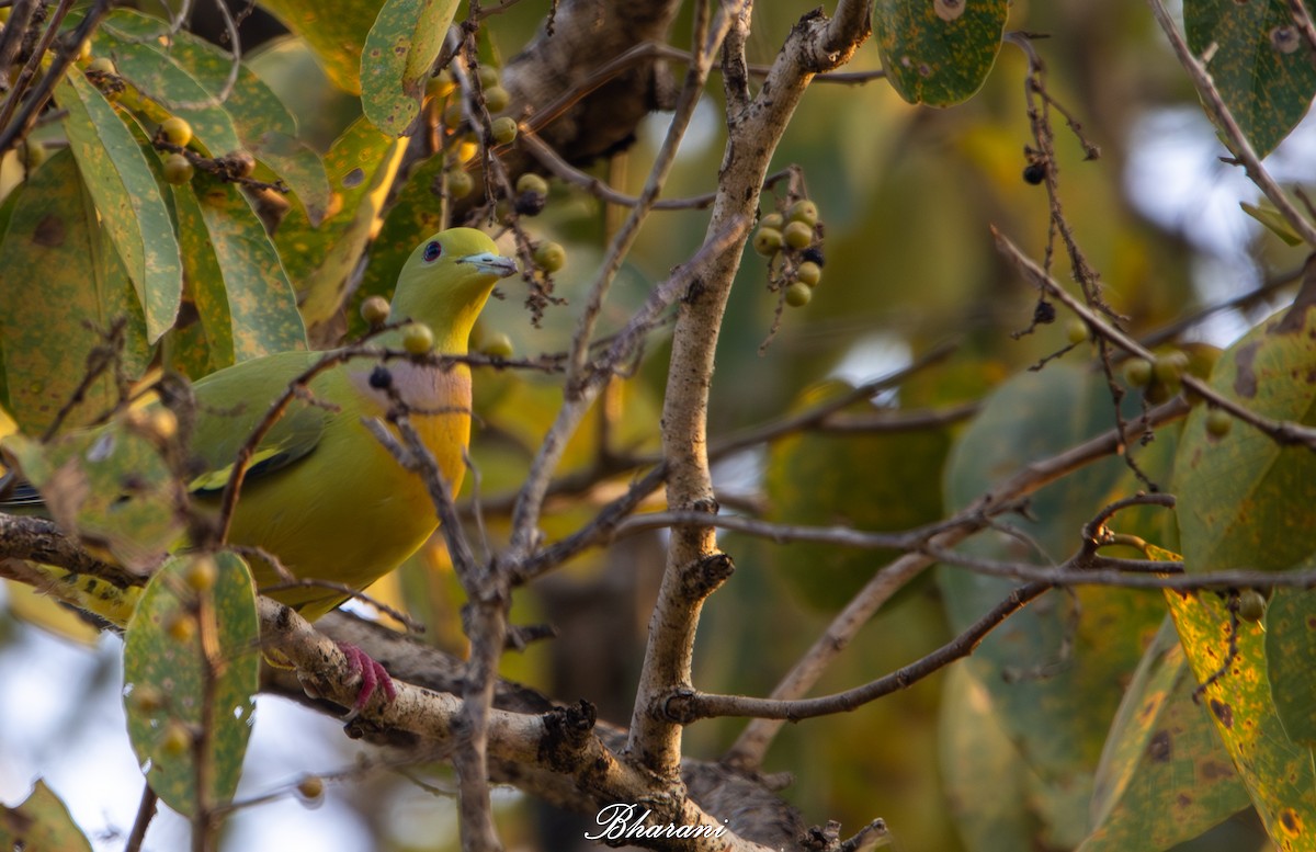 ムネアカアオバト - ML646023031