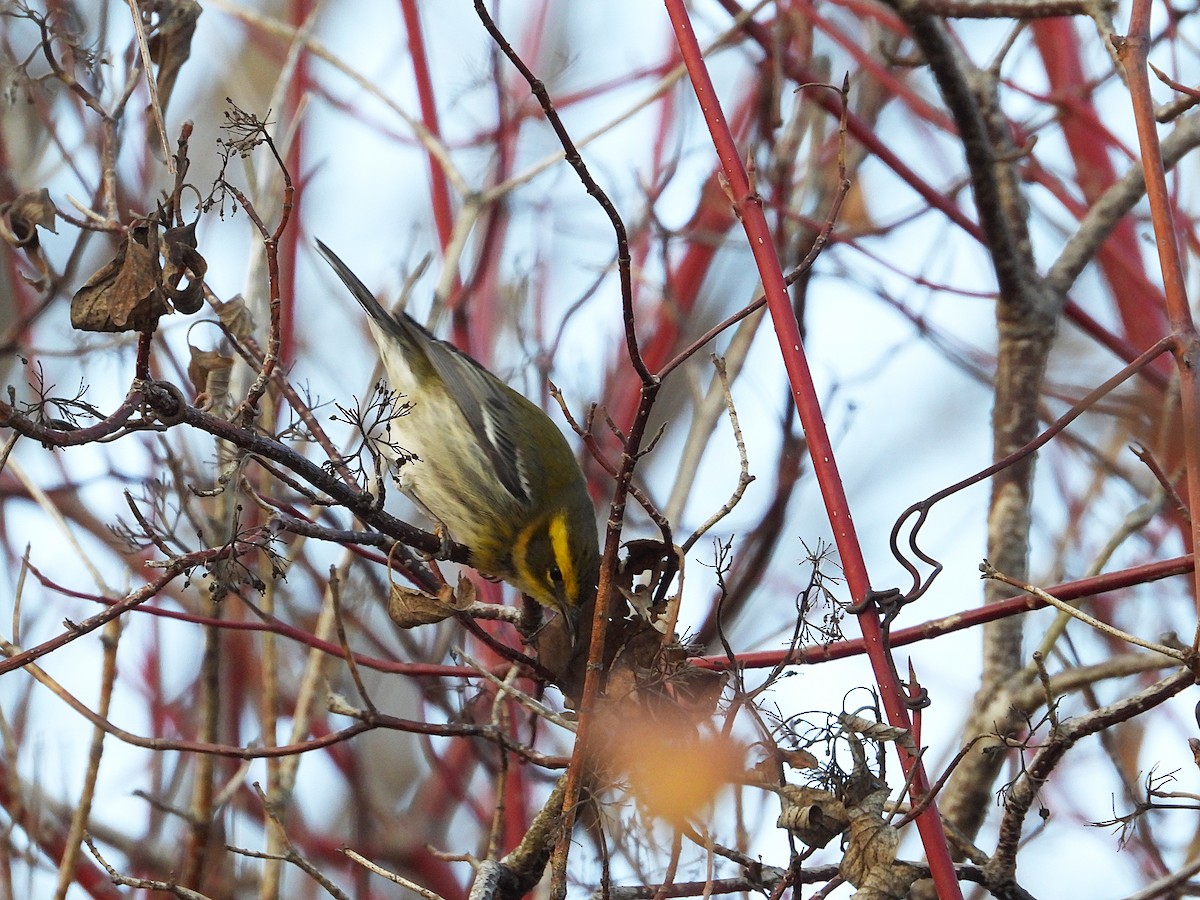 Townsend's Warbler - ML646023032