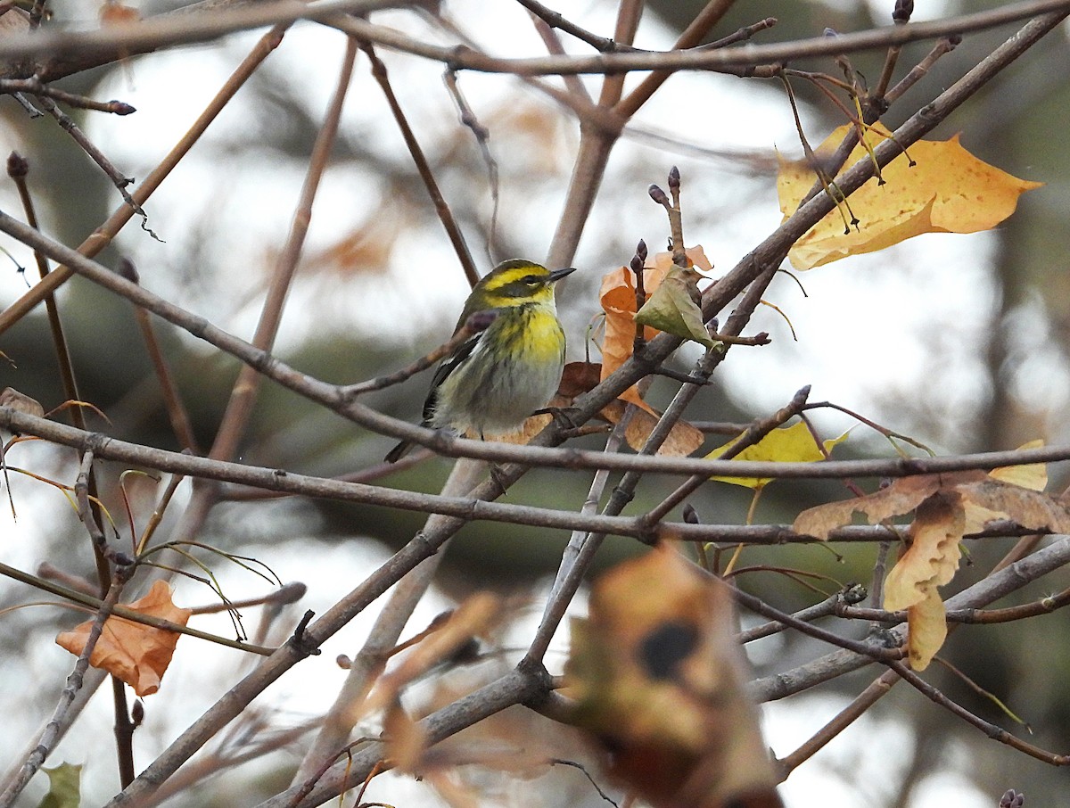 Townsend's Warbler - ML646023034